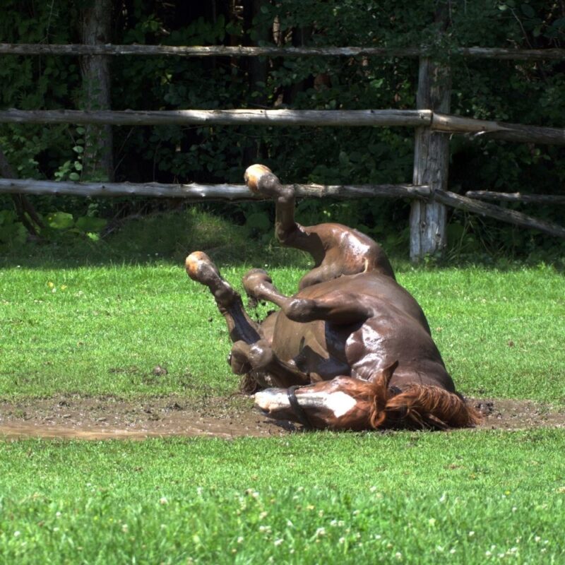 A chestnut horse covered in mud rolling in a mud puddle.