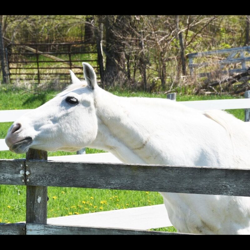 A white horse scratching on a fence post