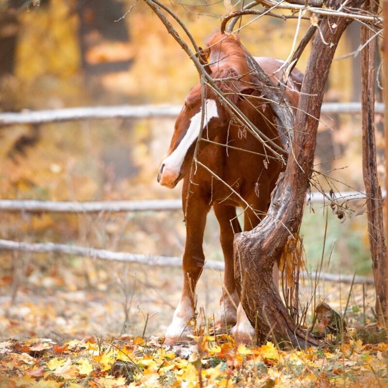 A chestnut horse scratching an itch on a gnarled small tree