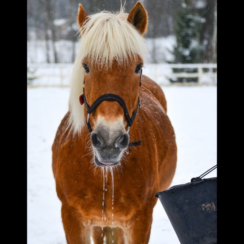 A Haflinger pony faces forward with water dripping from its mouth. Winter snow in background.
