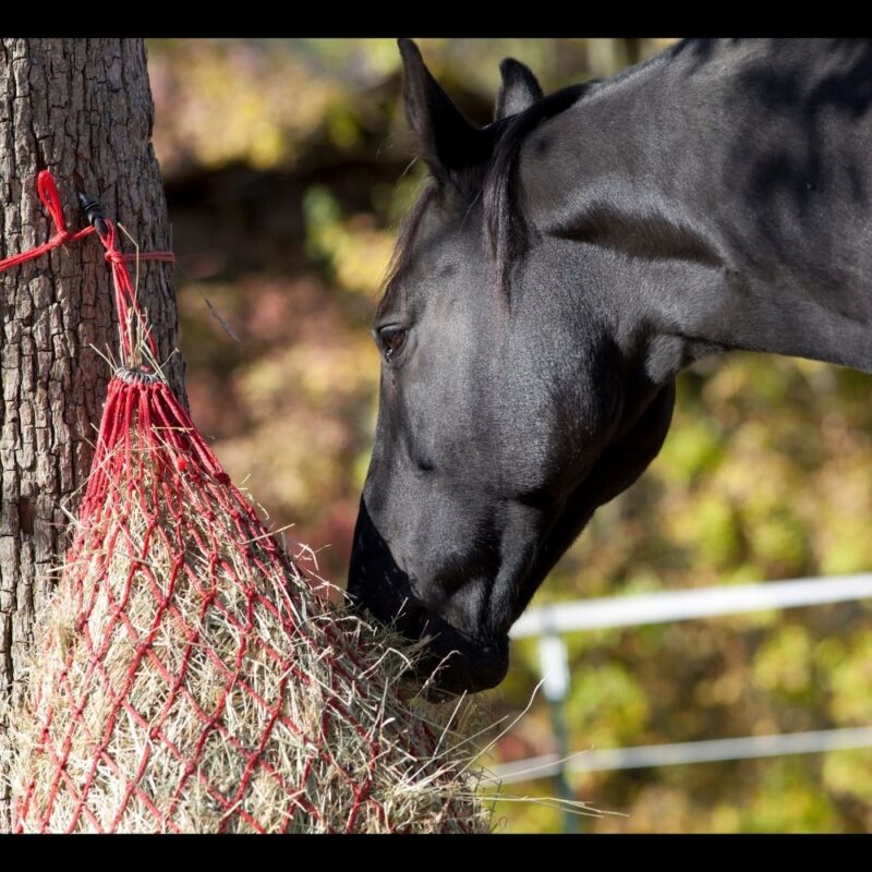 A black horse grazing from a slow feed hay net.