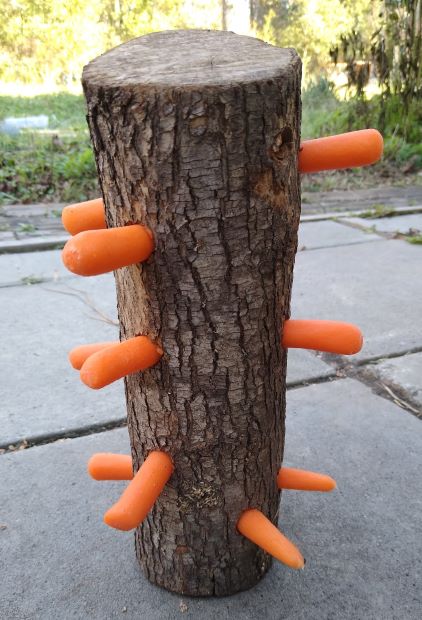 DIY Treat log toy for horses ready to use, with baby carrots wedged into holes all over the log.