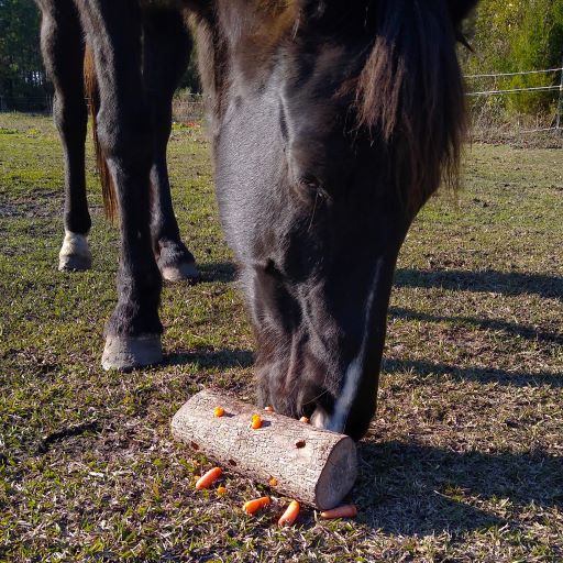 A relaxed black horse rolls the DIY treat log toy around to eat the carrots. 