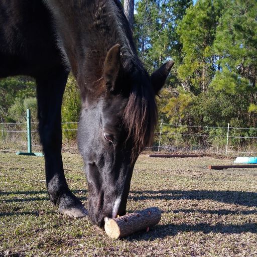 A horse nudges an empty log toy. 
