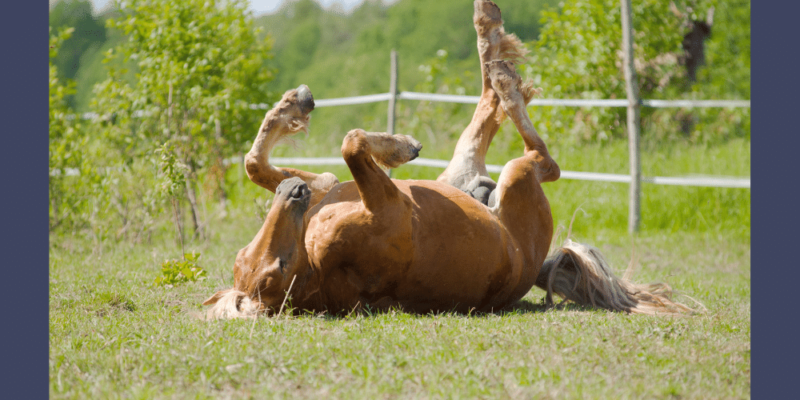 A horse rolling, showing self care and grooming.