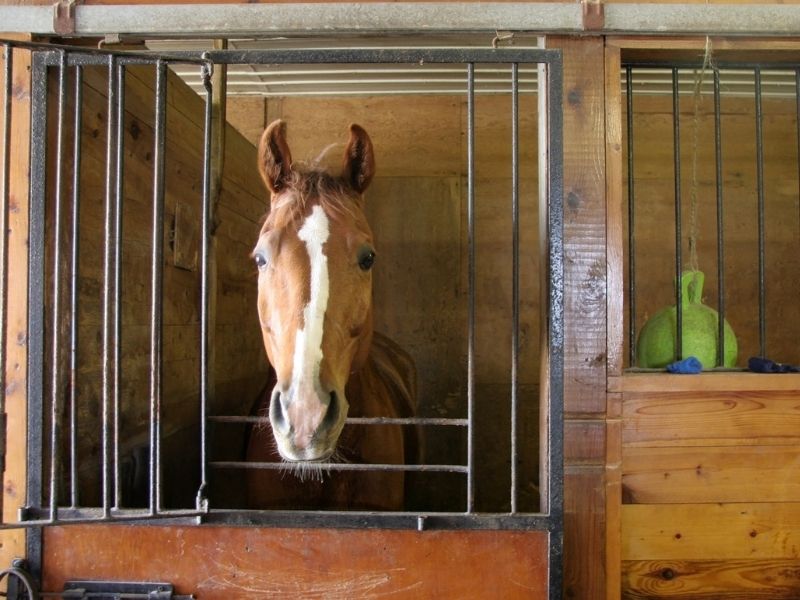 Horse looks out of barred horse stall window. Horse enrichment items are visible to the right inside the stall.