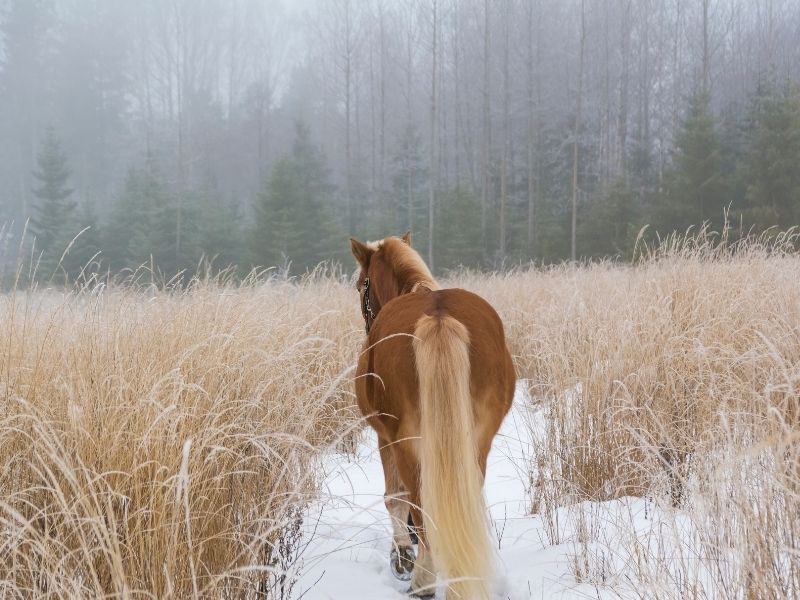A horse going for a walk as a winter horse enrichment activity.