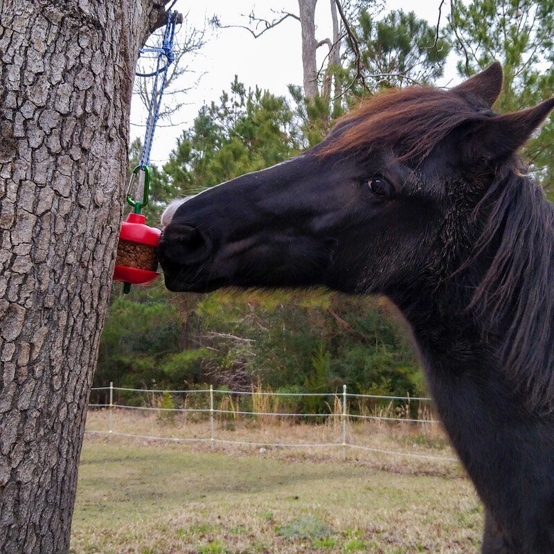 A horse licks the DIY stall snack refill as it hangs from a tree.