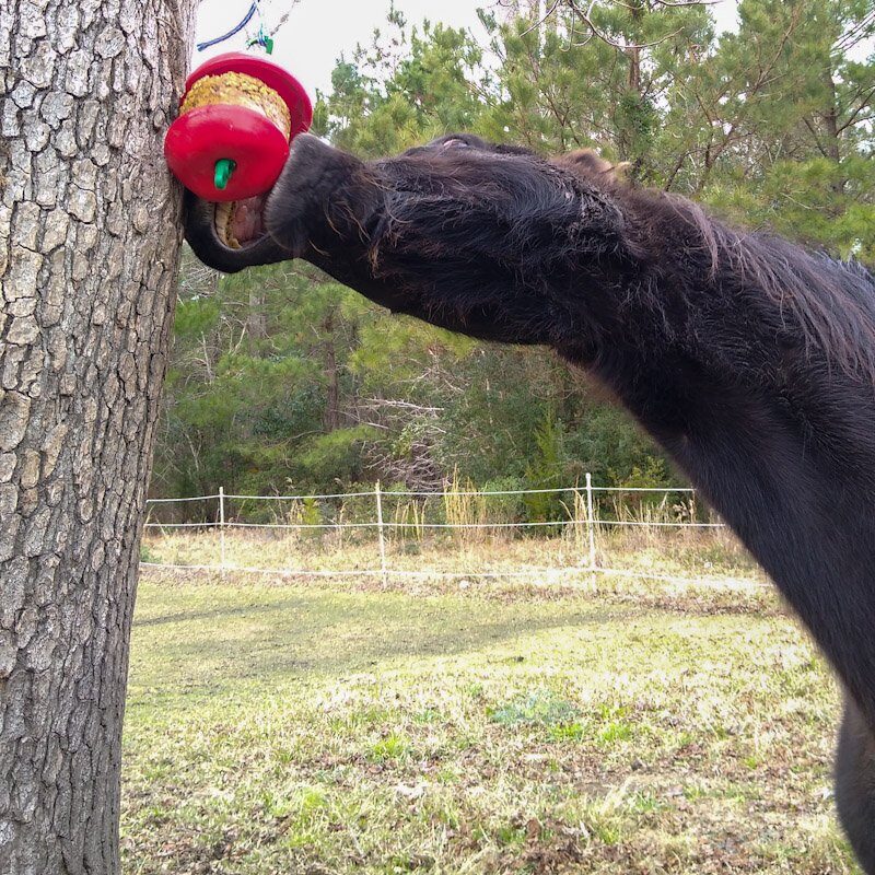 A black horse turns head sideways to lick a toy with a DIY likit refill inside.
