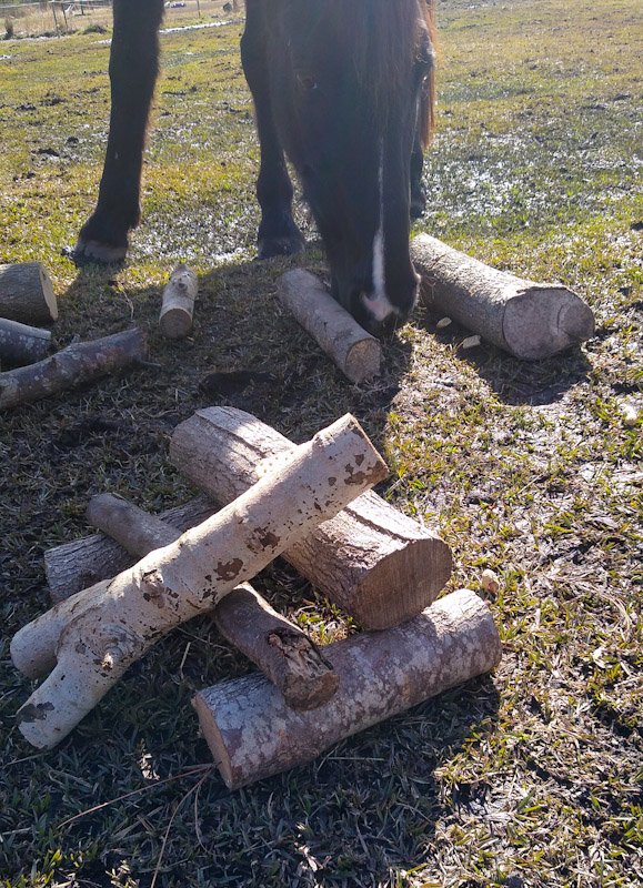 A horse pushes aside logs to solve puzzle and find treats.