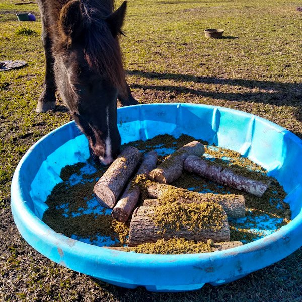 A horse eats soaked hay pellets from a kiddie pool with wooden branch sections inside.