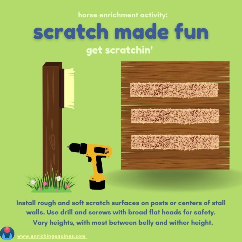 Infographic on green background with dark blue and pale green text. Text reads: horse enrichment activity: scratch made fun. Get scratchin'. Install rough and soft scratch surfaces on posts or centers of stall walls. Use drill and screws with broad flat heads for safety. Vary heights with most between belly and wither height. Image shows DIY horse scratching post, drill, and scratch pads on a wooden wall. 