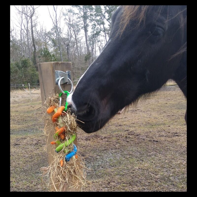 A horse eats from the DIY JW pets dogs in action puzzle toy 