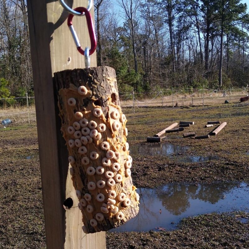 A DIY peanut butter licking log horse toy hangs from a post in a pasture. The log is covered in peanut butter and cereal.