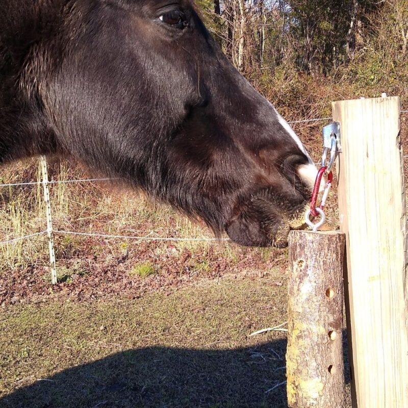 A horse licks the peanut butter licking log horse toy.