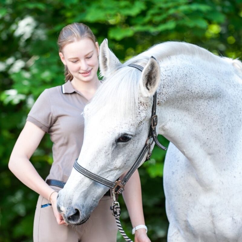 A girl uses positive reinforcement with a gray horse by giving it a treat.