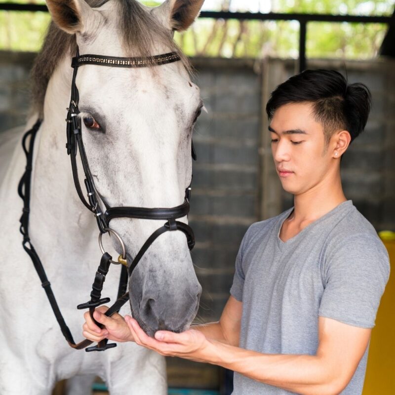 A young Asian man feeds a horse a treat. 