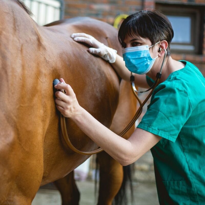 A veterinarian uses a stethoscope on a bay horse's side. Positive reinforcement may be used to improve medical behaviors.