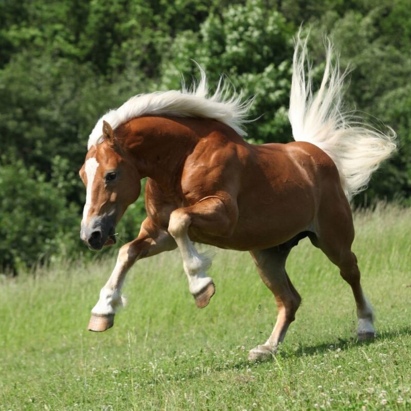 A palomino horse rearing and striking in a pasture. 