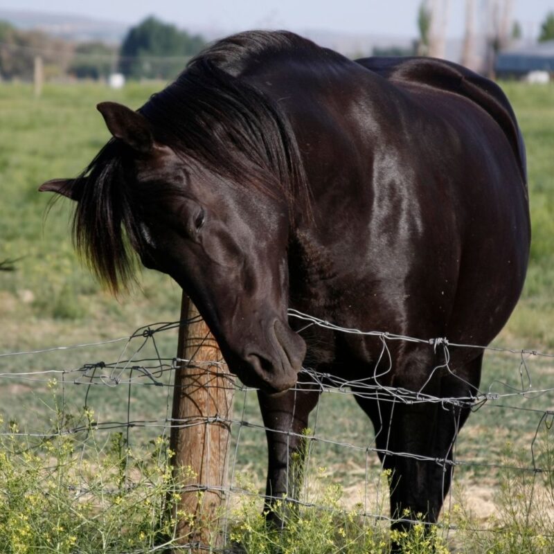 A black horse scratches its neck on a dangerous wire fence.