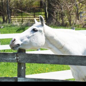 A white horse rubs its jaw on a wood post.