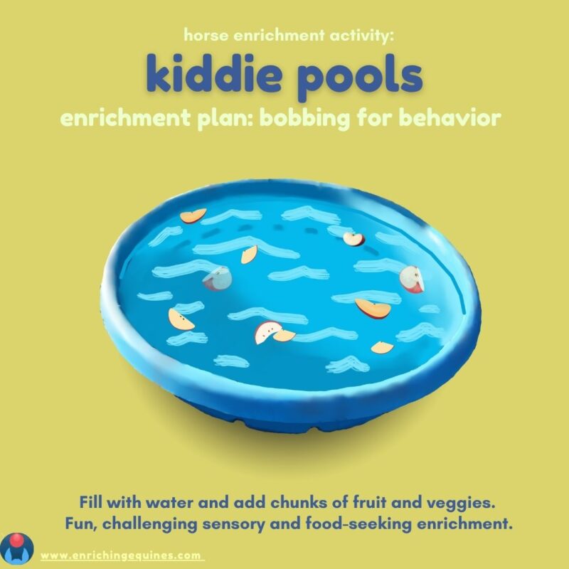 Infographic image with blue text on yellow background. Text reads: Horse enrichment activity: kiddie pools. Enrichment plan: bobbing for behavior. Image shows apple chunks floating in water in pool. 