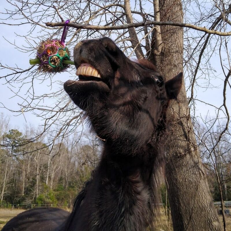 A black horse plays with the DIY veggie treat ball made with Oball baby toy, hay, celery, and carrots.