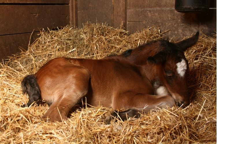 A bay foal rests on a deep stall bedding of straw.
