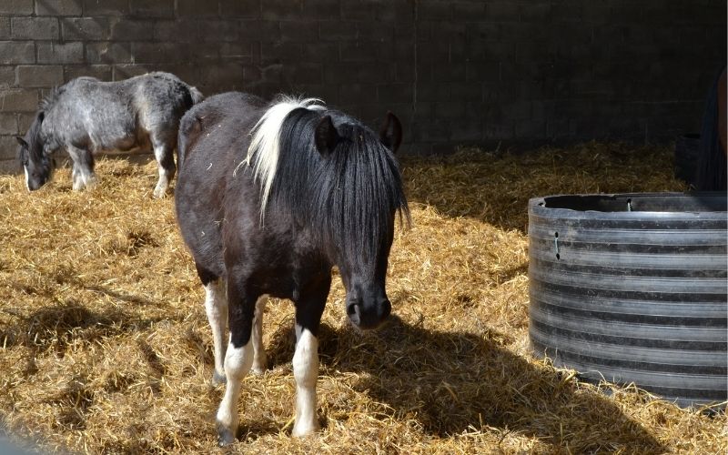 Two ponies stand in deep stall bedding made of straw.