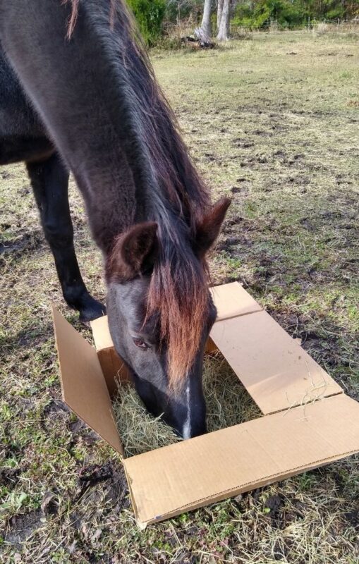 A horse forages in a cardboard box full of hay.