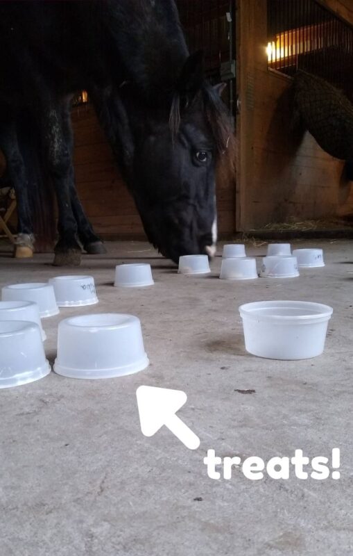 A black horse in a barn aisle turning over cups to find treats underneath.