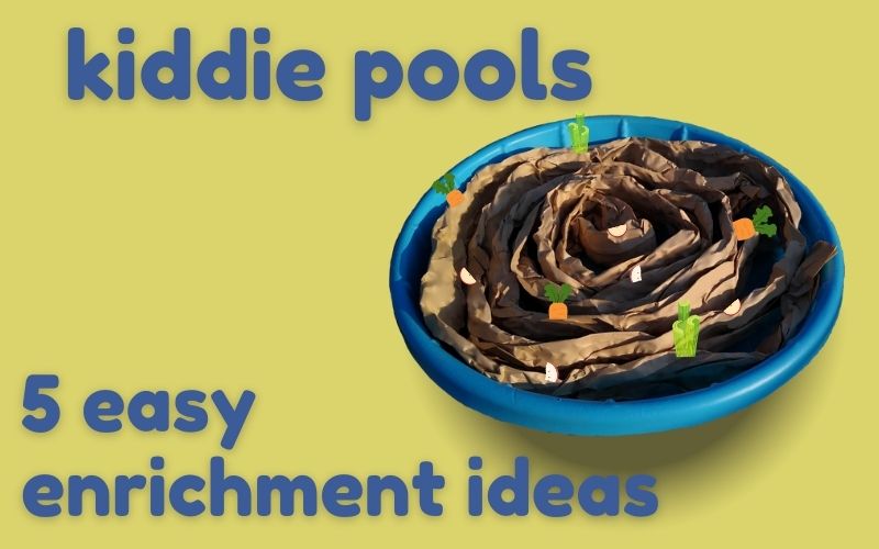 Hero image with dark blue text on yellow background. Image shows blue kiddie pool filled with brown paper. Text reads: Kiddie Pools 5 easy enrichment ideas