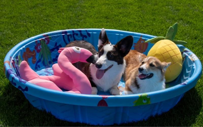 Two Corgi dogs sit in a kiddie pool with plush flamingo and plush pineapple.