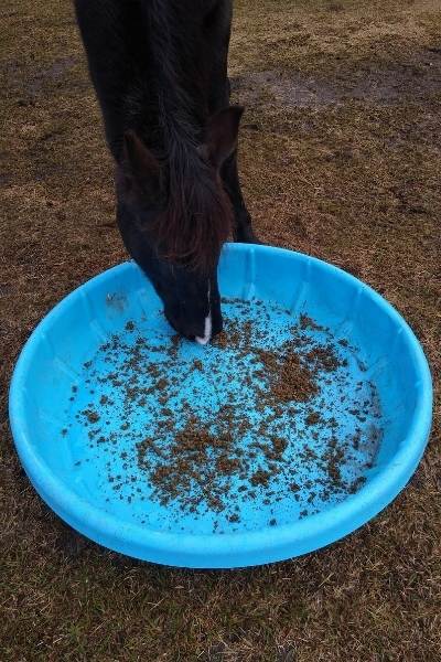 A horse eats a scatter of feed from dry empty kiddie pool.