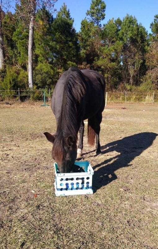 A black horse uses a DIY snuffle box toy.