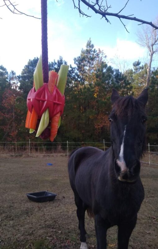 A black horse looks at a hanging horse toy made from a Kong Megalast dog ball.