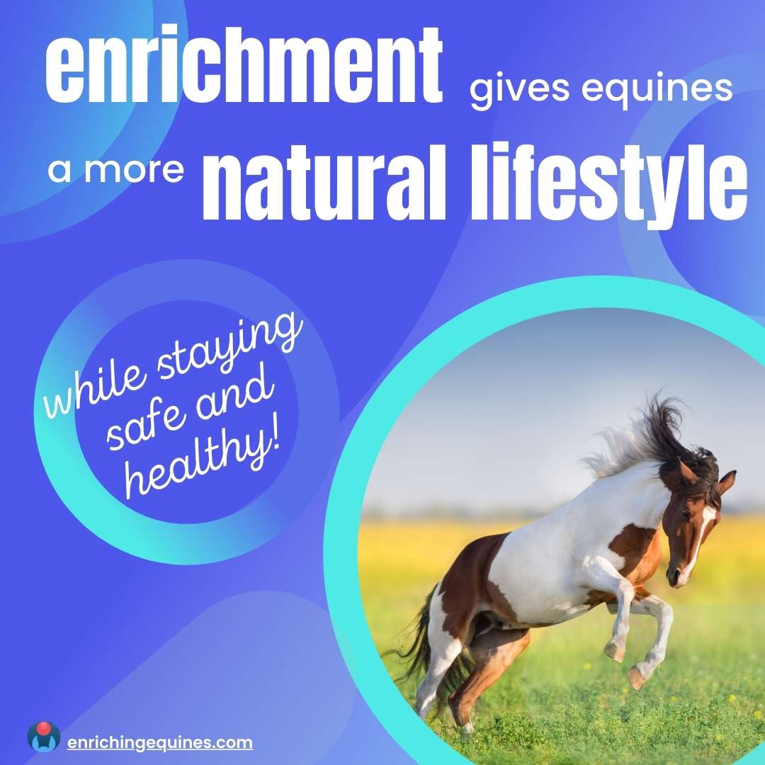 why-do-horses-need-enrichment-enriching-equines