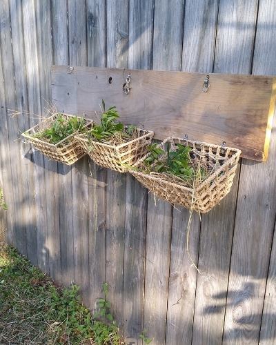 DIY forage baskets for horses showing fresh herbs and hay in open baskets on wood wall
