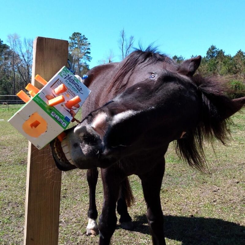 A black horse plays with DIY toy.