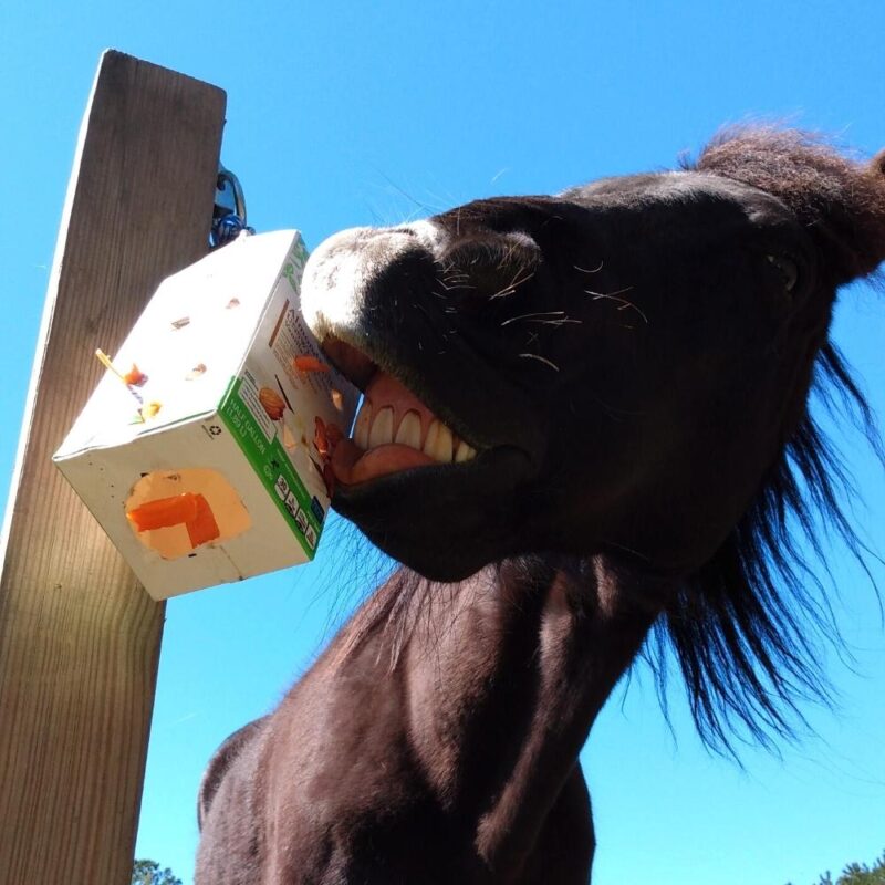 A black horse uses the hanging treat toy, seen from below with blue sky background.