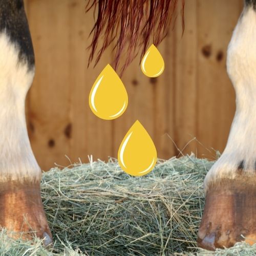 A horse appears to urinate onto a pile of hay. Cartoon drops of pee drip from close up of horse hooves standing in hay.