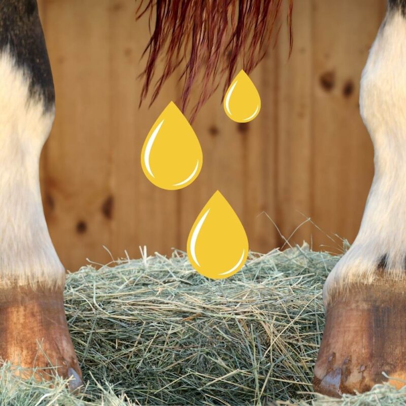 Hero image shows close up of horse legs at hoof level. Three cartoon drops of yellow urine appear to drip as the horse pees on hay. 