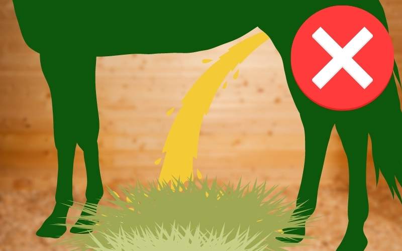 A green horse silhouette pees on hay pile in a horse stall. A red X represents "stop" in upper right corner.