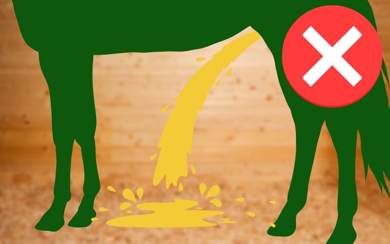 A green horse silhouette pees on stall floor and shows cartoon urine splash around the horse's legs. 