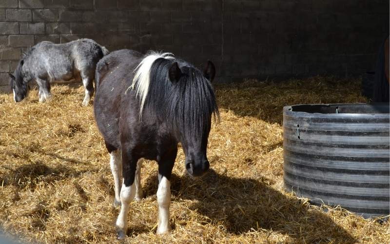 Two miniature horses in a large stall bedded with straw.