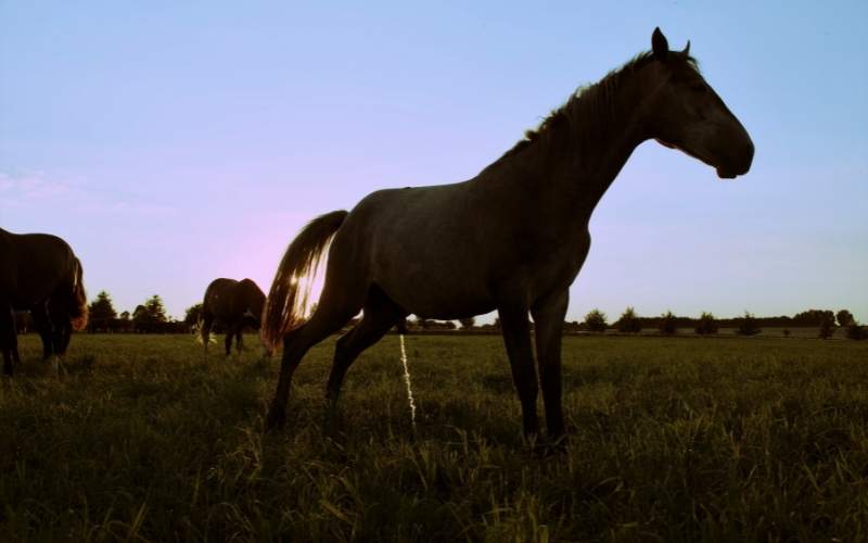 A horse urinates in a field
