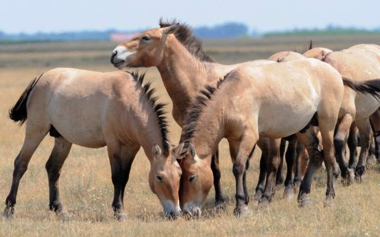 Why Does My Horse Pee on Hay? - Enriching Equines