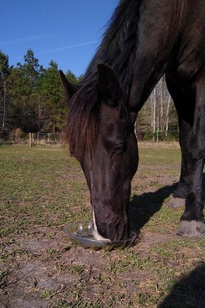 A black horse shows relaxed ears and half closed eyes while eating from the DIY egg tray slow feeder.