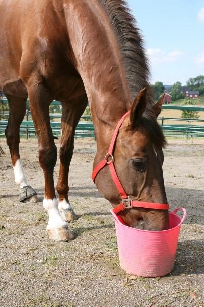 A chestnut horse wearing a red halter eats from a pink bucket. 