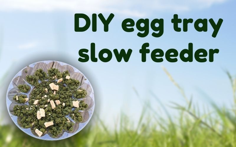 Hero image graphic shows plastic egg tray with horse feed on neutral blurred background. Text reads: DIY Egg Tray Slow Feeder
